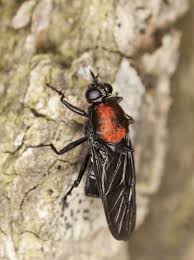 Attēlu rezultāti vaicājumam “Clitellaria ephippium”