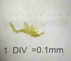 Attēlu rezultāti vaicājumam “Lophocolea coadunata”