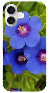 Image result for Anagallis arvensis