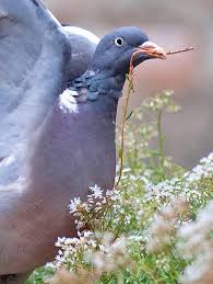 Image result for Columba palumbus