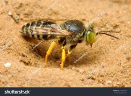 Attēlu rezultāti vaicājumam “Bembix rostrata”