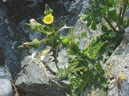 Attēlu rezultāti vaicājumam “Sonchus asper”