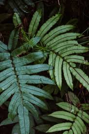 Image result for Atherton Devils