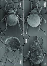 Attēlu rezultāti vaicājumam “Belbodamaeus sp.”