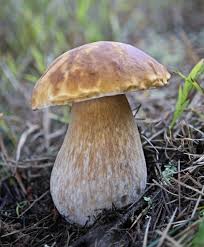 Attēlu rezultāti vaicājumam “Boletus edulis”