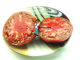 Afbeeldingsresultaat voor carbon tomato