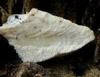 Attēlu rezultāti vaicājumam “Aurantiporus fissilis”