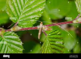 Attēlu rezultāti vaicājumam “Nematopogon sp.”