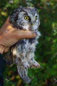 Attēlu rezultāti vaicājumam “Aegolius funereus adult”