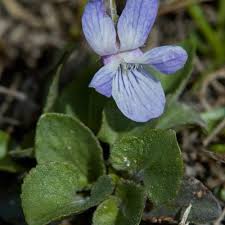 Attēlu rezultāti vaicājumam “Viola rupestris leaf”