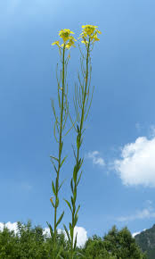 Attēlu rezultāti vaicājumam “Erysimum hieracifolium flower”