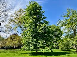 Attēlu rezultāti vaicājumam “Aesculus flava”