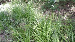 Attēlu rezultāti vaicājumam “Scirpus sylvaticus flower”