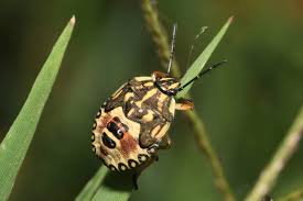 Attēlu rezultāti vaicājumam “Carpocoris sp. nymph”