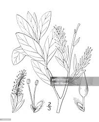 Attēlu rezultāti vaicājumam “Salix myrtilloides”