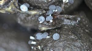 Attēlu rezultāti vaicājumam “Didymium squamulosum”