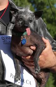 Image result for ugliest dog