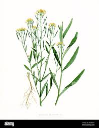 Attēlu rezultāti vaicājumam “Erysimum cheiranthoides fruit”