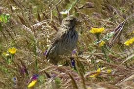 Image result for Emberiza calandra