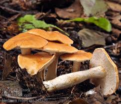 Attēlu rezultāti vaicājumam “Hydnum rufescens”