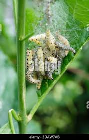 Attēlu rezultāti vaicājumam “Yponomeuta malinellus / cagnagella larva”