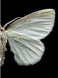 Attēlu rezultāti vaicājumam “Cabera pusaria”