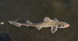 Image result for Mustelus asterias