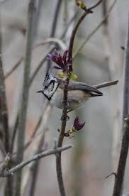 Attēlu rezultāti vaicājumam “Lophophanes cristatus”