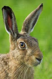 Attēlu rezultāti vaicājumam “Lepus europaeus”