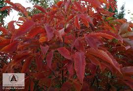 Attēlu rezultāti vaicājumam “Aesculus x neglecta”