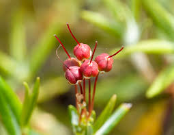 Attēlu rezultāti vaicājumam “Andromeda polifolia fruit”