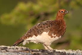 Image result for Lagopus lagopus