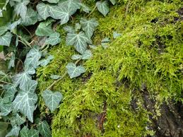 Attēlu rezultāti vaicājumam “Hypnum cupressiforme var. lacunosum”