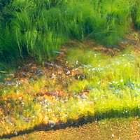 Attēlu rezultāti vaicājumam “Cladophora glomerata”