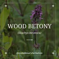 Attēlu rezultāti vaicājumam “Stachys officinalis bud”