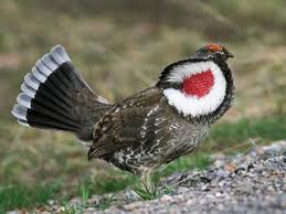 Attēlu rezultāti vaicājumam “Adoxus obscurus”