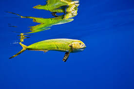 Image result for Coryphaena hippurus