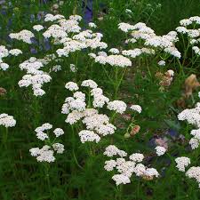 Image result for Achillea millefolium