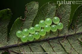 Attēlu rezultāti vaicājumam “Pentatomidae eggs”