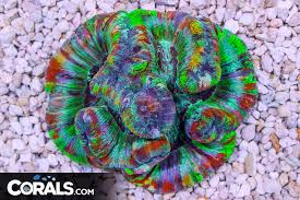 Attēlu rezultāti vaicājumam “Trachyspora intrusa”