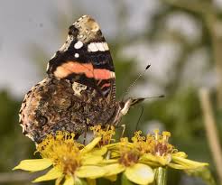 Attēlu rezultāti vaicājumam “Vanessa atalanta”
