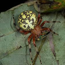 Attēlu rezultāti vaicājumam “Araneus marmoreus”