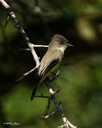 Image result for Sayornis phoebe