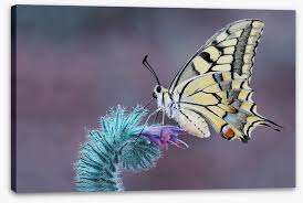 Attēlu rezultāti vaicājumam “Papilio machaon”