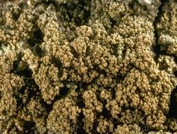 Attēlu rezultāti vaicājumam “Pertusaria coccodes”