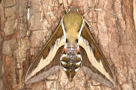 Attēlu rezultāti vaicājumam “Hyles gallii imago”