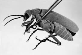 Attēlu rezultāti vaicājumam “Meloe sp. imago”