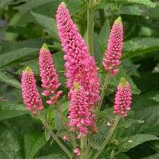 Attēlu rezultāti vaicājumam “Veronica longifolia flower”
