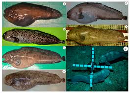 Image result for Anarhichas denticulatus