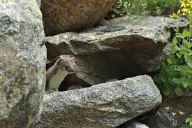 Attēlu rezultāti vaicājumam “Mustela erminea adult”